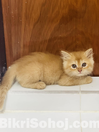Pure Persian Female Ginger Cat Age 2 Month